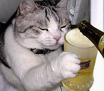 Image result for cat drinks beer