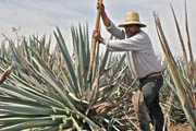 Cantina Dos Segundos Hosts Fundraiser for Tequila Interchange Project, Thurs., April 24