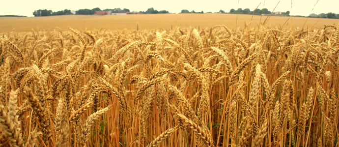 Beer Crisis Brewing as Heavy Rains Put a Pinch on America's Malt Barley Crops