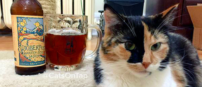 Instagram Account Pairs Cats With Beer, Makes Internet's Dreams Come True