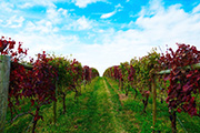Local Winery Spotlight: Wayvine Winery & Vineyards
