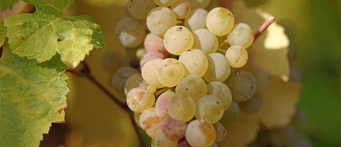 Summer of Riesling Comes to Philadelphia
